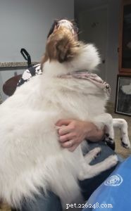 Vasya the Rough Collie: Training to Support Asthma, Panic Attacks, Anxiety, and Depression