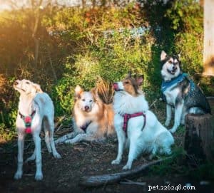 Vasya the Rough Collie: Training to Support Asthma, Panic Attacks, Anxiety, and Depression