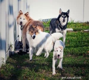 Vasya the Rough Collie: Training to Support Asthma, Panic Attacks, Anxiety, and Depression