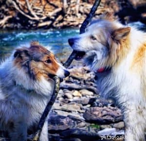 Vasya the Rough Collie: Training to Support Asthma, Panic Attacks, Anxiety, and Depression