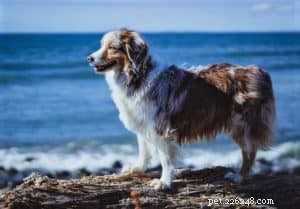 Vasya the Rough Collie: Training to Support Asthma, Panic Attacks, Anxiety, and Depression