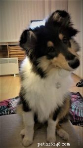 How to Socialize Your Puppy Safely During Social Distancing