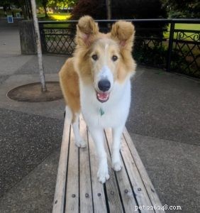 How to Socialize Your Puppy Safely During Social Distancing