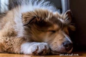 How to Socialize Your Puppy Safely During Social Distancing