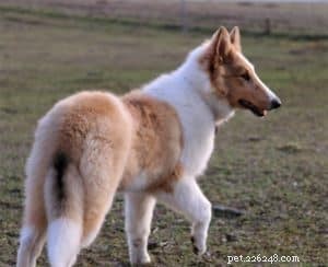 How to Socialize Your Puppy Safely During Social Distancing