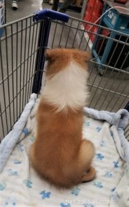 How to Socialize Your Puppy Safely During Social Distancing