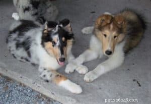 How to Socialize Your Puppy Safely During Social Distancing