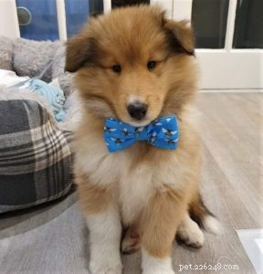 How to Socialize Your Puppy Safely During Social Distancing
