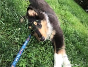 How to Socialize Your Puppy Safely During Social Distancing
