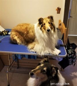 How to Socialize Your Puppy Safely During Social Distancing