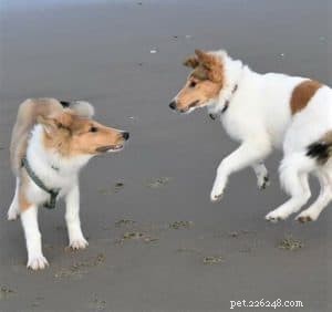 How to Socialize Your Puppy Safely During Social Distancing