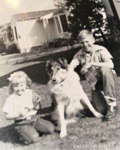 Queenie the Collie: Heroic Rescue That Saved a Child