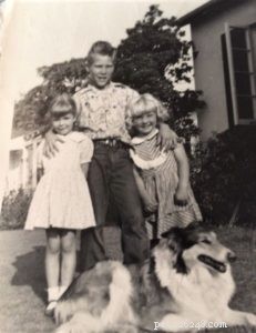 Queenie the Collie: Heroic Rescue That Saved a Child