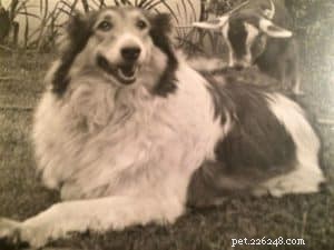 Queenie the Collie: Heroic Rescue That Saved a Child