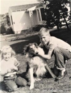 Queenie the Collie: Heroic Rescue That Saved a Child