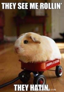 How a Collie Saved a Guinea Pig: A Heartwarming Rescue Story