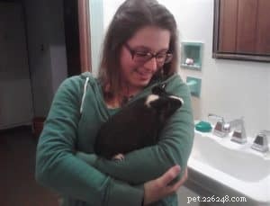 How a Collie Saved a Guinea Pig: A Heartwarming Rescue Story