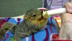 How a Collie Saved a Guinea Pig: A Heartwarming Rescue Story