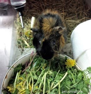 How a Collie Saved a Guinea Pig: A Heartwarming Rescue Story