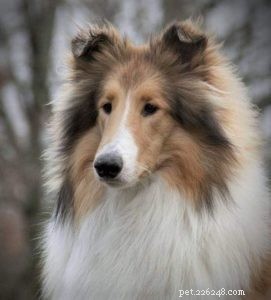 10 Budget-Friendly Games & Activities to Keep Your Collie Entertained Indoors