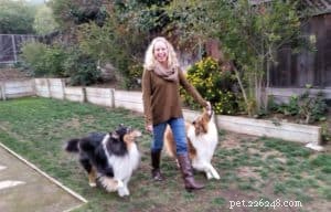 10 Budget-Friendly Games & Activities to Keep Your Collie Entertained Indoors