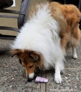 10 Budget-Friendly Games & Activities to Keep Your Collie Entertained Indoors