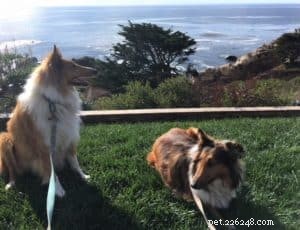 10 Budget-Friendly Games & Activities to Keep Your Collie Entertained Indoors