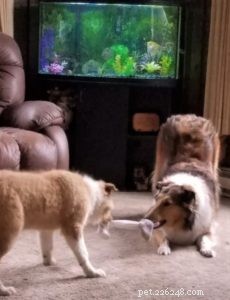 10 Budget-Friendly Games & Activities to Keep Your Collie Entertained Indoors