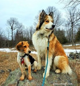 10 Budget-Friendly Games & Activities to Keep Your Collie Entertained Indoors