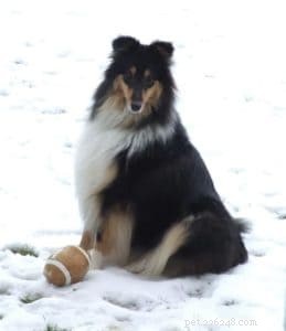 10 Budget-Friendly Games & Activities to Keep Your Collie Entertained Indoors