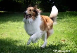 10 Budget-Friendly Games & Activities to Keep Your Collie Entertained Indoors