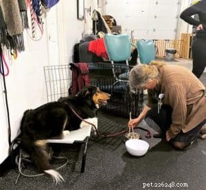 10 Budget-Friendly Games & Activities to Keep Your Collie Entertained Indoors