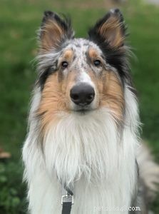 10 Budget-Friendly Games & Activities to Keep Your Collie Entertained Indoors