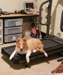10 Budget-Friendly Games & Activities to Keep Your Collie Entertained Indoors
