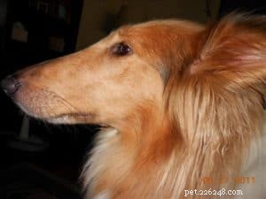 Pixie s Journey: From Multiple Homes to a Loving Forever Family