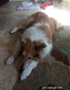 Pixie s Journey: From Multiple Homes to a Loving Forever Family