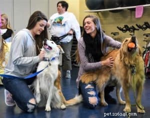 Pixie s Journey: From Multiple Homes to a Loving Forever Family