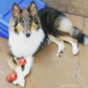 How to Keep a Bored, Attention-Seeking Dog Engaged and Happy