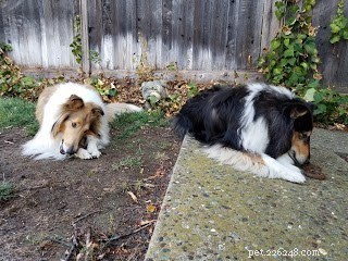 How to Keep a Bored, Attention-Seeking Dog Engaged and Happy