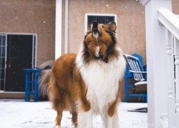 How to Keep a Bored, Attention-Seeking Dog Engaged and Happy