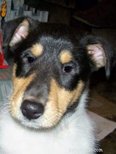 Finn: From Heirloom Collie to Mountain Search & Rescue Champion