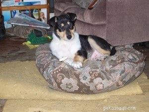 Finn: From Heirloom Collie to Mountain Search & Rescue Champion
