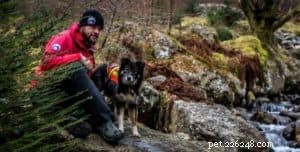 Finn: From Heirloom Collie to Mountain Search & Rescue Champion