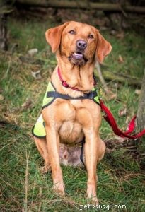 Finn: From Heirloom Collie to Mountain Search & Rescue Champion