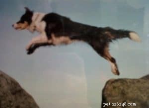 Finn: From Heirloom Collie to Mountain Search & Rescue Champion