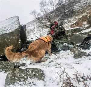 Finn: From Heirloom Collie to Mountain Search & Rescue Champion