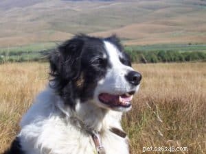 Finn: From Heirloom Collie to Mountain Search & Rescue Champion