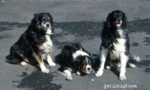 Finn: From Heirloom Collie to Mountain Search & Rescue Champion