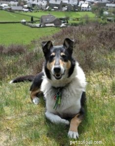 Finn: From Heirloom Collie to Mountain Search & Rescue Champion