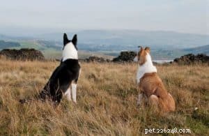 Finn: From Heirloom Collie to Mountain Search & Rescue Champion